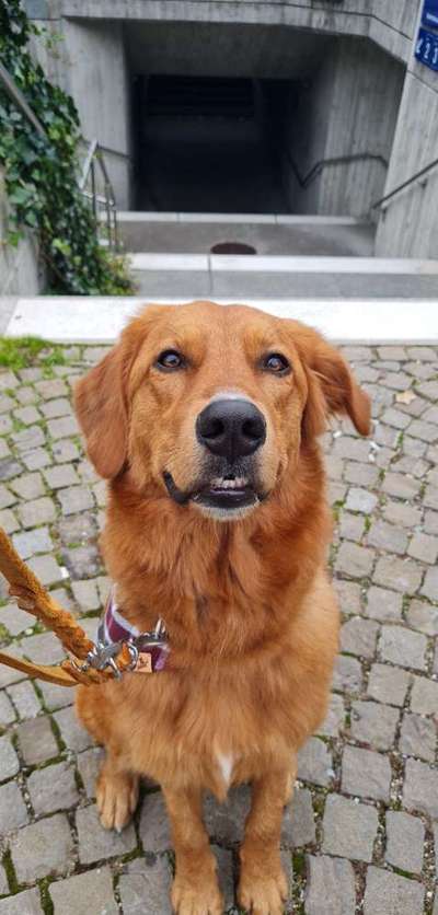 Wer hat auch einen Golden Retriever x Berner Sennenhund?-Beitrag-Bild