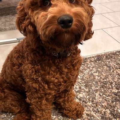 Hundetreffen-Spielpartner gesucht-Bild