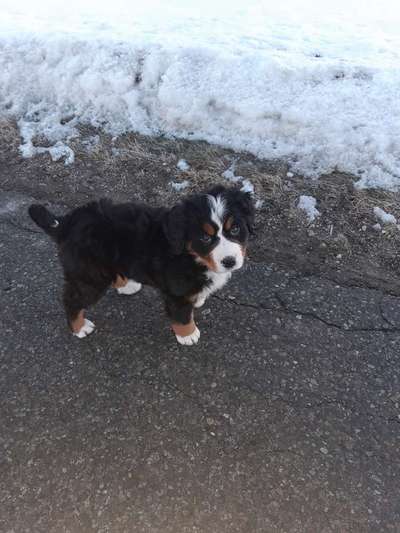 Hundetreffen-Welpen treffen in kempten-Bild