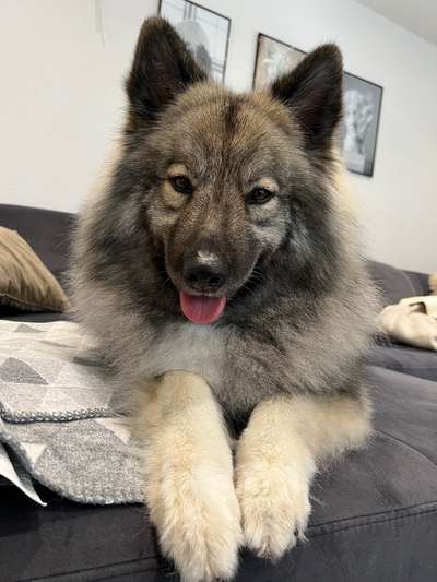 Dogorama Photo Challenge - Portrait-Beitrag-Bild