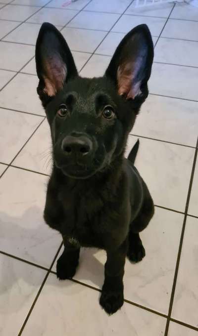 Zeigt mir eure Schäferhund Mischlinge :-)-Beitrag-Bild