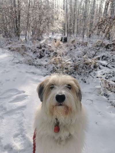 Hundetreffen-Gassirunde im Raum Saarlouis-Bild