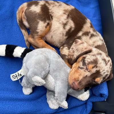 Hundetreffen-Spielfreunde-Bild
