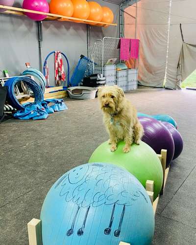 Hundeschulen-Hunde-Grundschule-Düsseldorf-Bild