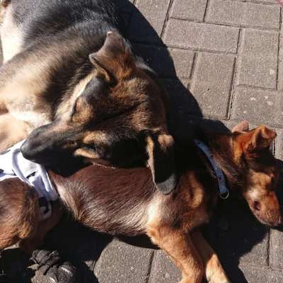 Hundetreffen-Hundebegegnung und SocialWalks-Bild