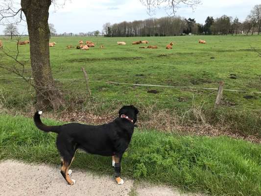 Hund und Natur-Beitrag-Bild