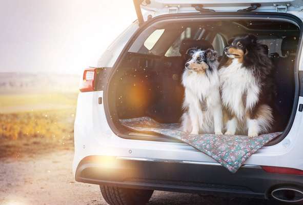 Foto's und Hundemodels-Beitrag-Bild