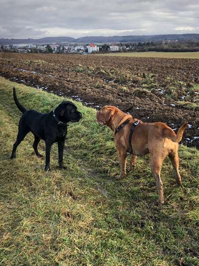 Hundetreffen-Laufen und spielen-Bild