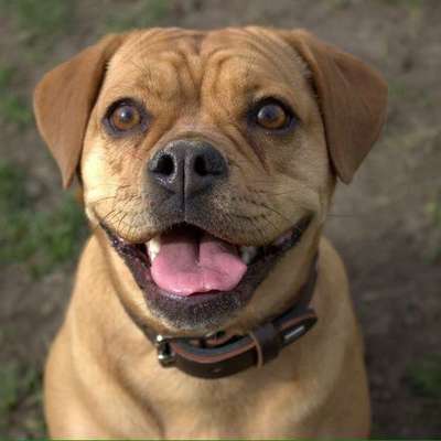 Olde English Bulldogge-Beitrag-Bild