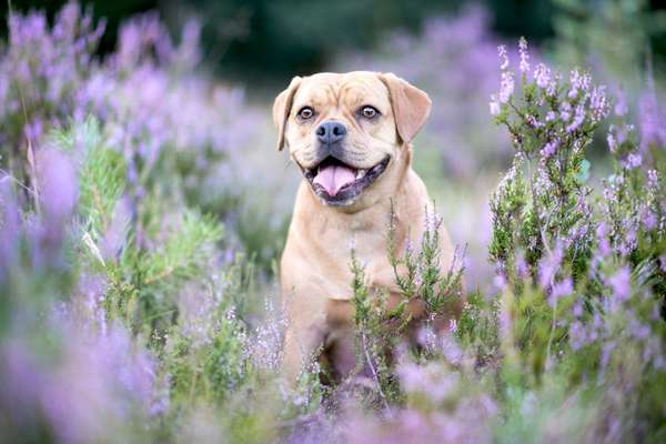 Die Dogorama Kalender Challenge Titelbild-Beitrag-Bild