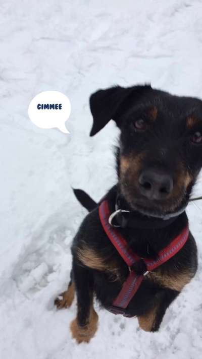 Dogorama Blog Challenge: Hundetricks-Beitrag-Bild