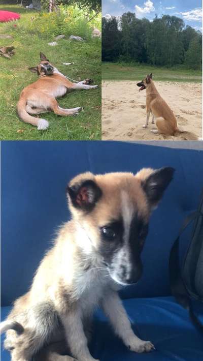 Wie kamst du zu deinem Hund?-Beitrag-Bild