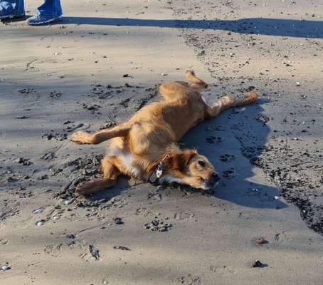 Dogorama Foto Aktion - Dein Hund im Dogorama Büro-Beitrag-Bild