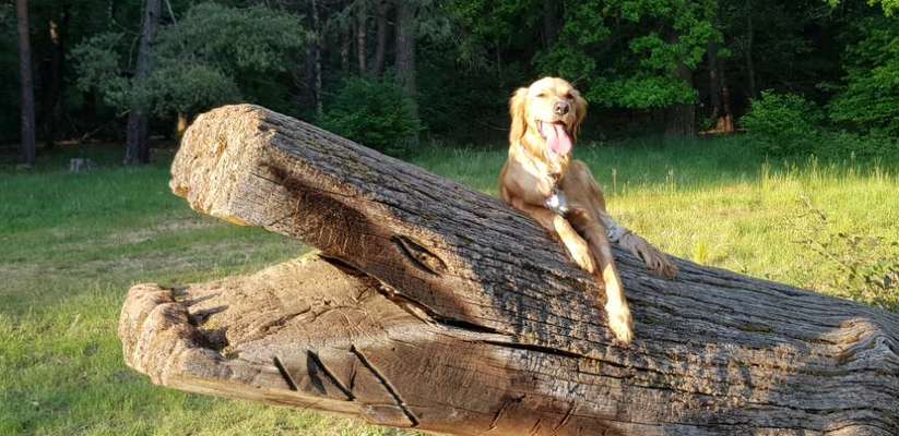 Dogorama Photo Challenge - Märchenwald-Beitrag-Bild