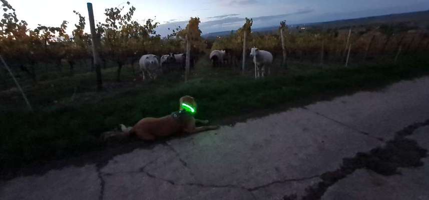 18. Handy - Foto - Challenge-Beitrag-Bild