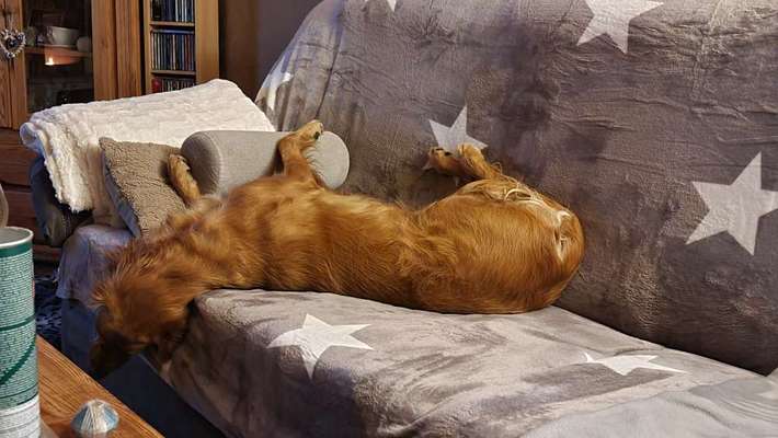 Fotosammlung: ,,Der natürliche Hund" Unbearbeitet, ungestellt und in Natura-Beitrag-Bild