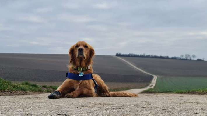 Dogorama Foto Aktion - Dein Hund im Dogorama Büro-Beitrag-Bild