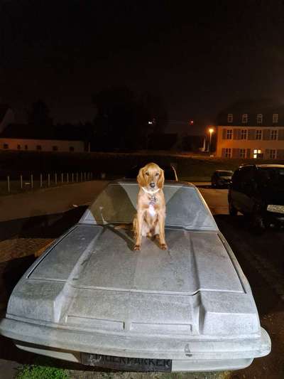 Dogorama Foto Challenge - Bestes gestelltes Bild-Beitrag-Bild