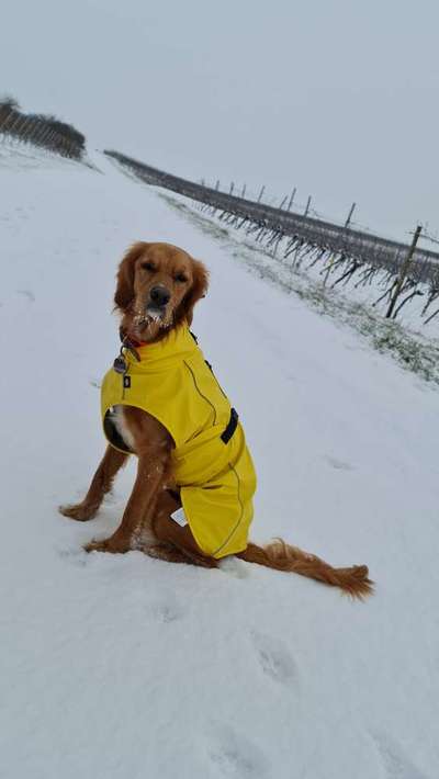 Dogorama Foto Aktion - Dein Hund im Dogorama Büro-Beitrag-Bild
