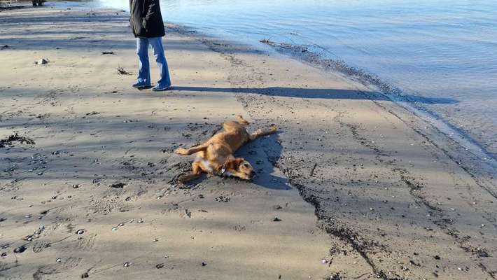 Fotosammlung: ,,Der natürliche Hund" Unbearbeitet, ungestellt und in Natura-Beitrag-Bild