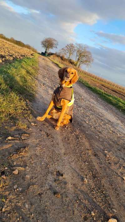 Dogorama Foto Aktion - Dein Hund im Dogorama Büro-Beitrag-Bild