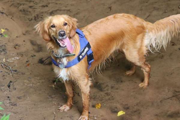 Immer der Nase nach - die schönsten Jagdhund-Bilder-Beitrag-Bild