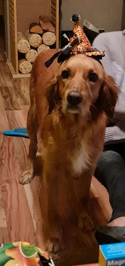 8. Collagen Challenge - Feste/Feierlichkeiten-Beitrag-Bild