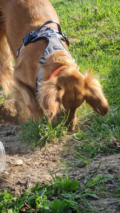 Immer der Nase nach - die schönsten Jagdhund-Bilder-Beitrag-Bild