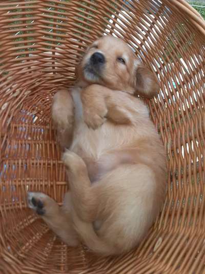 Welpen Bilder !-Beitrag-Bild