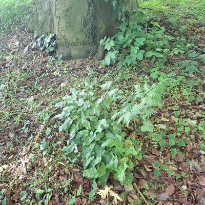 Giftköder-Hochgiftige Pflanze /alter Friedhof-Bild