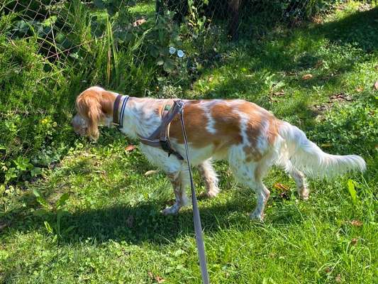 Englisch Setter?-Beitrag-Bild