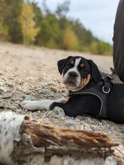 Hundetreffen-Moritzsee oder Borsdorf-Bild