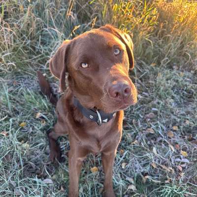 Hundetreffen-Souveräne Freunde gesucht-Bild