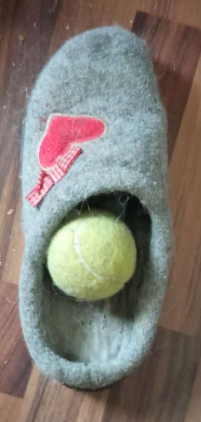 Zeig mir, dass du mit einem hund zusammenlebst....-Beitrag-Bild