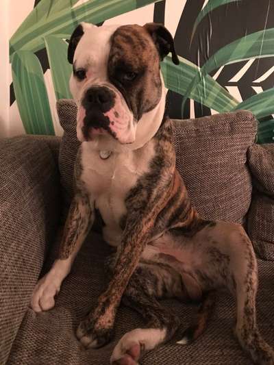 Olde English Bulldogge-Beitrag-Bild