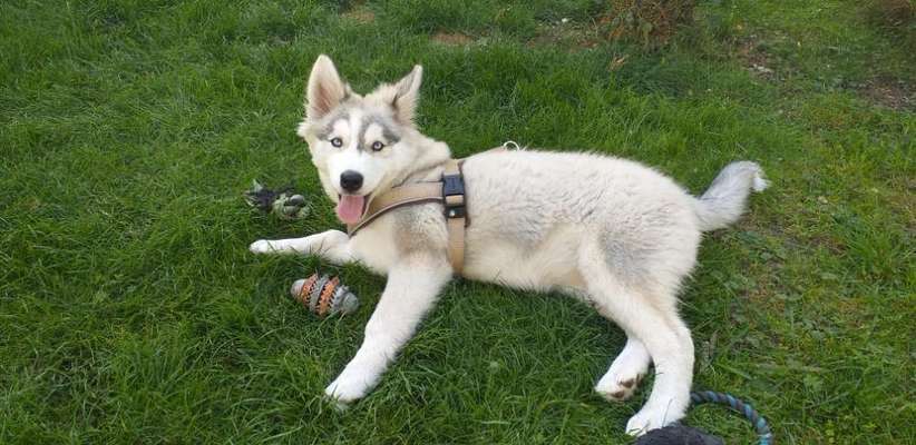 Welpen Bilder !-Beitrag-Bild