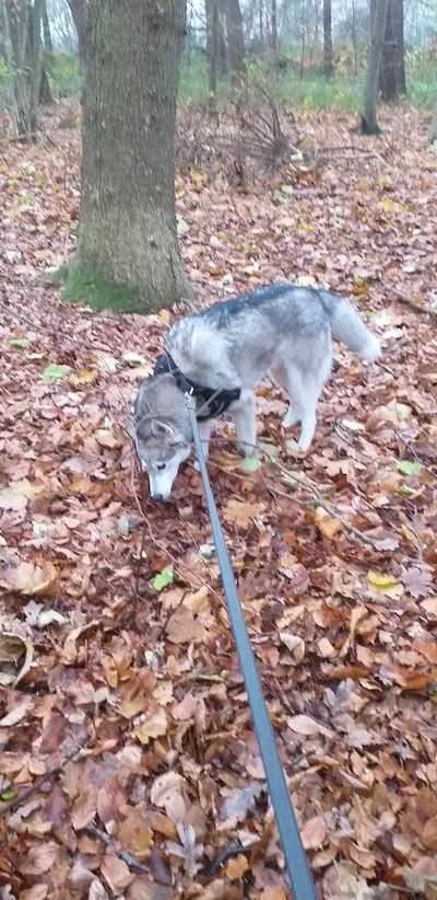 Welpen Bilder !-Beitrag-Bild