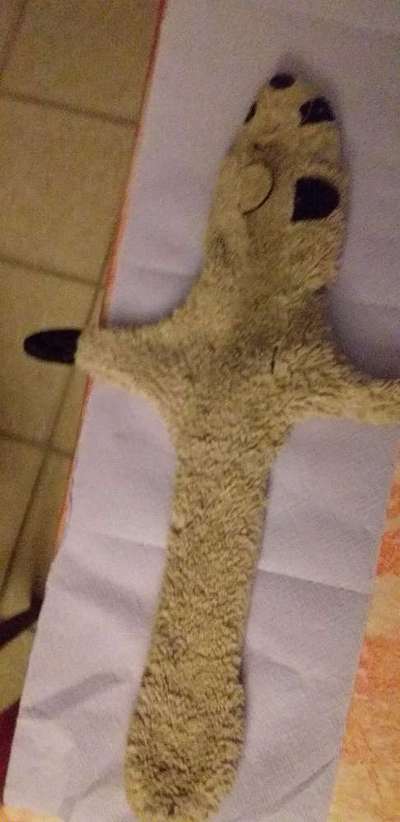 Hund frisst Stoff-Spielzeug-Beitrag-Bild