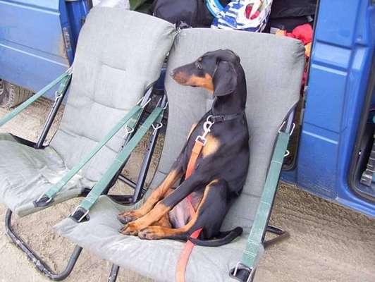 Welpen Bilder !-Beitrag-Bild