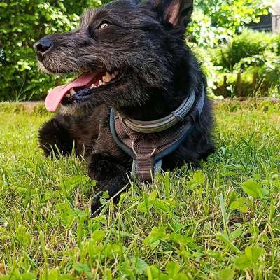 Hundetreffen-Gemeinsame Gassirunde-Bild