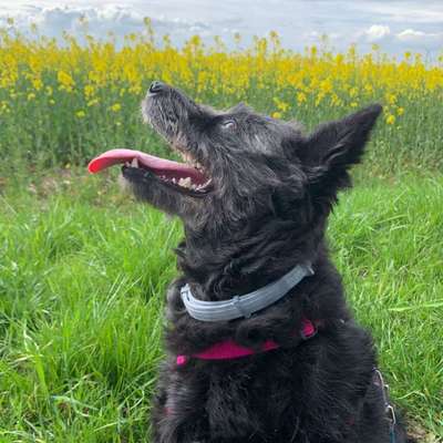 Hundetreffen-Hundefreunde gesucht-Bild