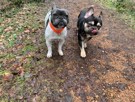 Hundetreffen-Bully Treff Nähe Bad Schwalbach und Umgebung-Bild