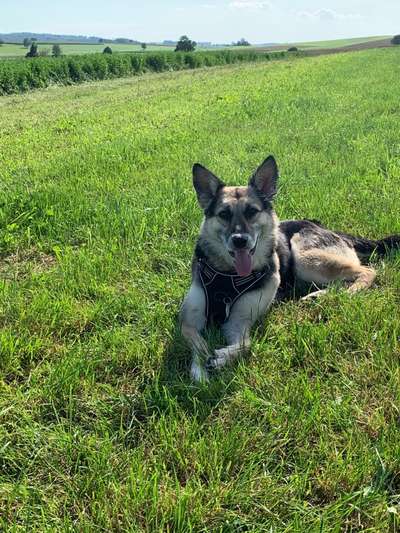 Hundetreffen-Neue Kontakte knüpfen-Bild