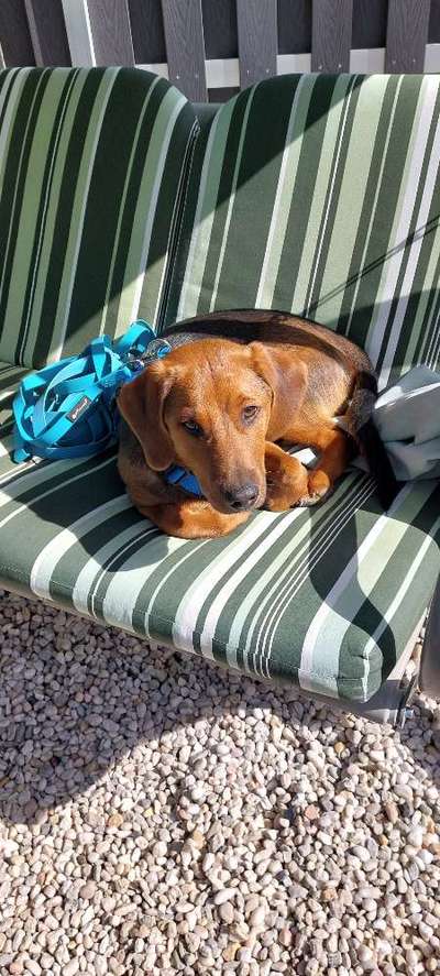 Hundetreffen-Junghundetreffen-Bild