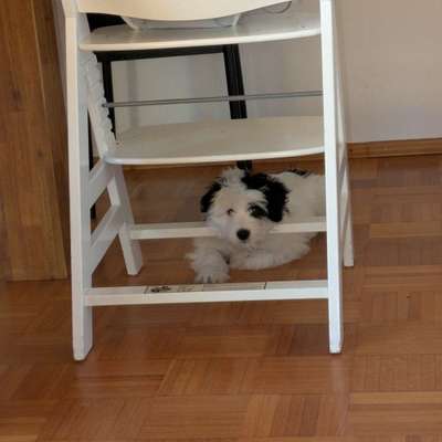 Hundetreffen-Spiel und Spaß