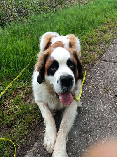 Tongue Out Tuesday-Beitrag-Bild