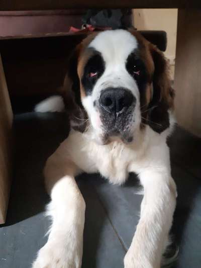 Unsere Fellnasen im Regenbogenland-Beitrag-Bild