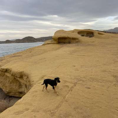 Hundetreffen-Spieletreff Am Stoa