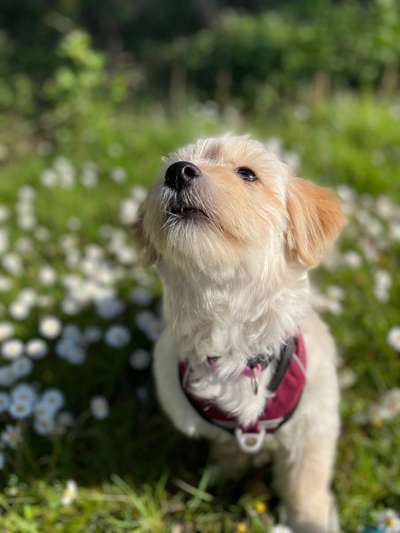 Auslandstierschutz-Beitrag-Bild