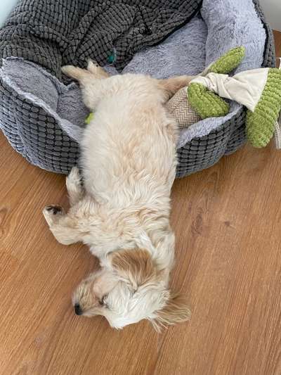 4. Lustiger Schlafplatz-Beitrag-Bild